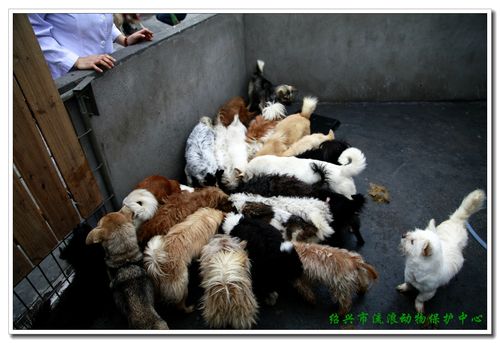 衡阳一停狗位走红,0734衡阳狗狗论坛